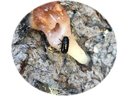 Mountain pine beetle genome decoded