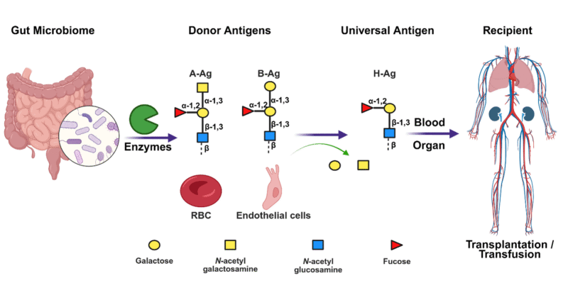 The image shows the process of forming universal blood, using novel enzymes from the human gut microbiota for the breakdown of terminal sugar residues, namely N-acetyl galactosamine and galactose present on the A and B blood group antigens, respectively. Removal of these surface antigens from the surface of red blood cells or endothelial cells of donor individuals results in the universal O antigen. Blood and organs with the universal O antigen can then be transplanted or transfused into recipients.