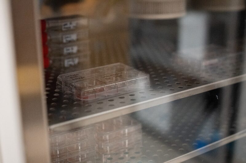 A plastic plate of T cells (red) is pictured, sitting on a metal rack behind the glass door of an incubator. Below and in the background, additional plates can be seen.