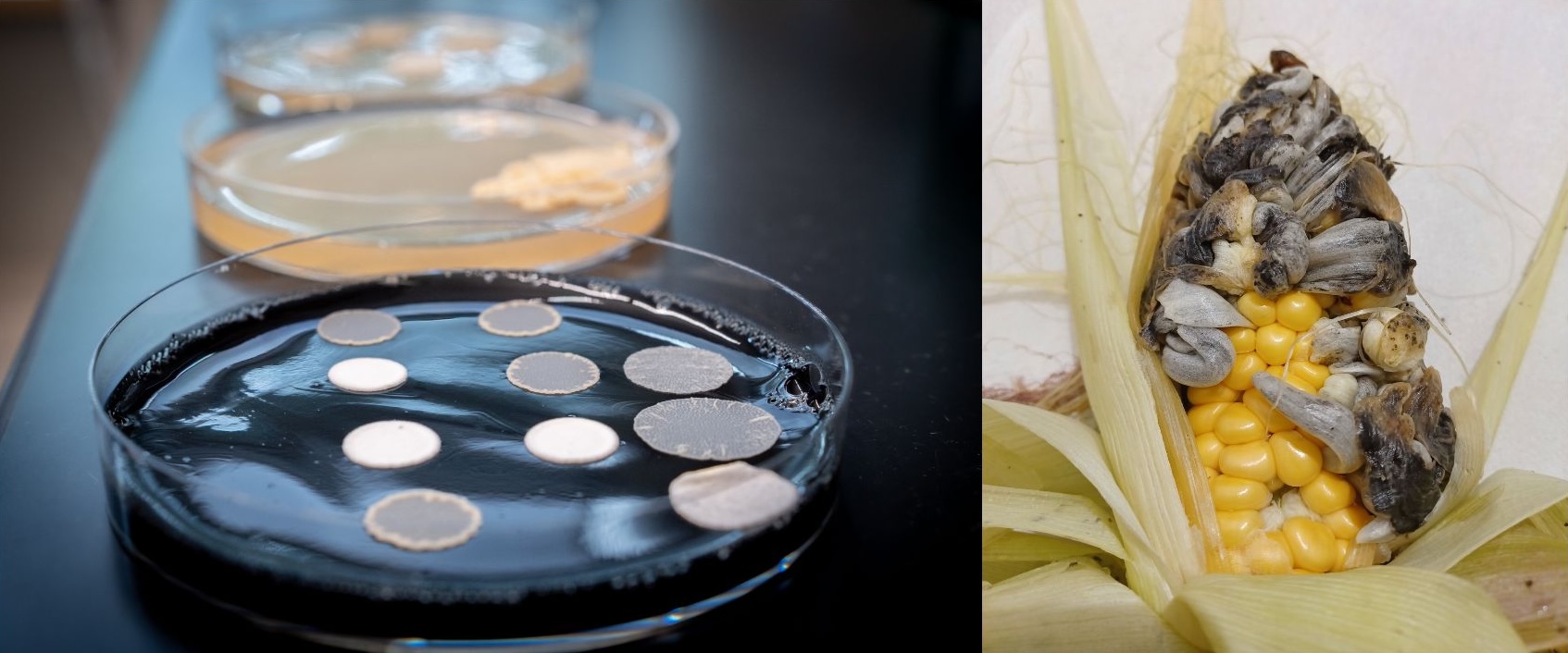 On the left, a petri plate with dark agar has several white circles on fungi growing on it. In the background, two more petri plates grow fungi. On the right, a growing cob of corn is overtaken by corn smut disease, where several dark structures are growing out of the corn.